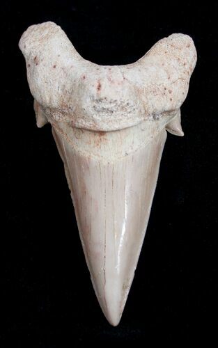 High Quality Otodus Fossil Shark Tooth #1736